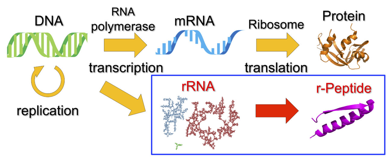 生命原理の追求 北海道大学 大学院理学研究院 化学部門 生物化学研究室