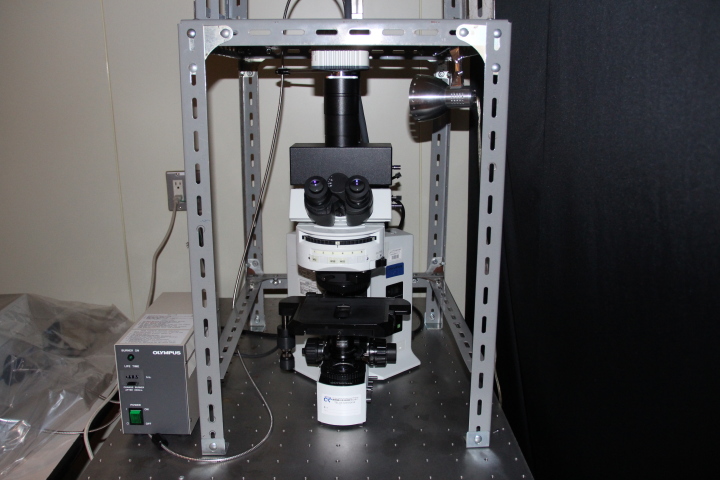 正立型蛍光顕微鏡